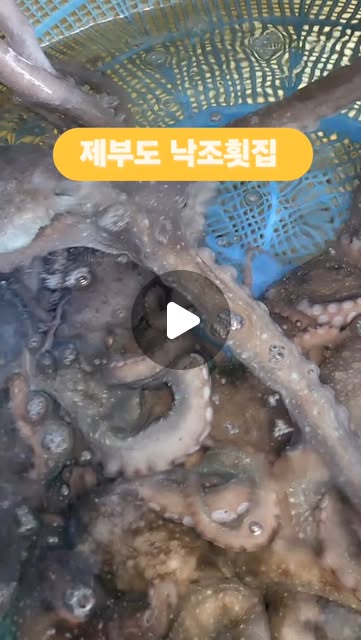 싱싱한 자연산 낙지 요리